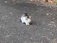 神社(名称不明)の動物