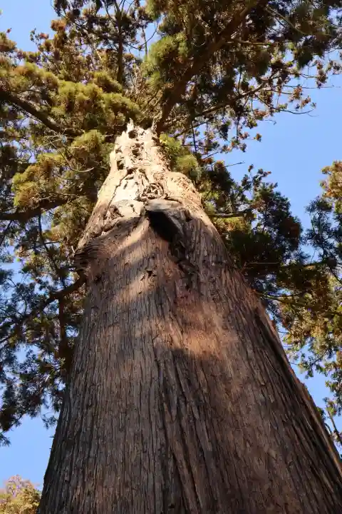 樺崎八幡宮(栃木県)