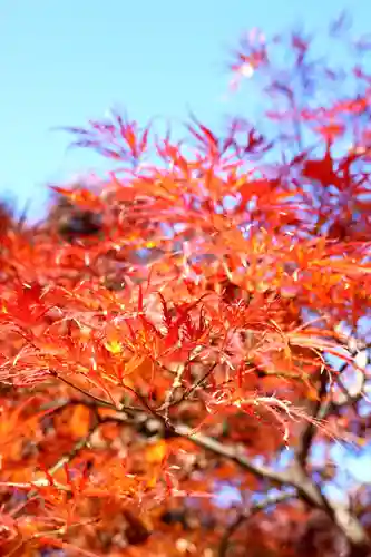 淨眞寺(東京都)