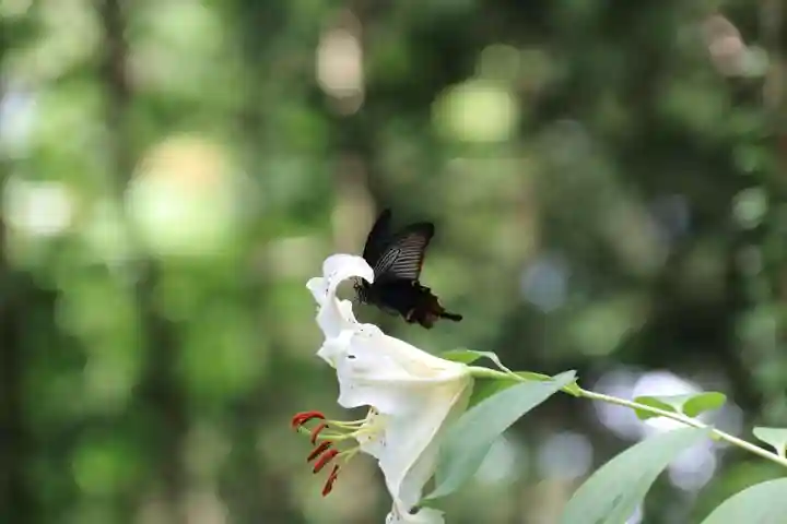 鹿島大神宮の自然