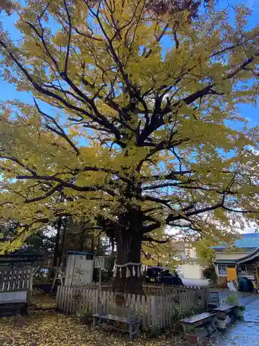 川内八幡宮の自然