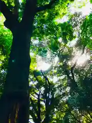 阿夫利神社の自然