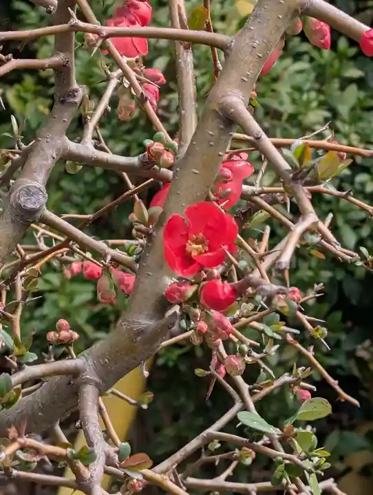 悟心寺(神奈川県)