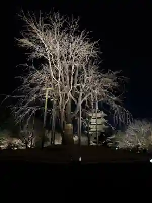 東寺(教王護国寺)の御朱印