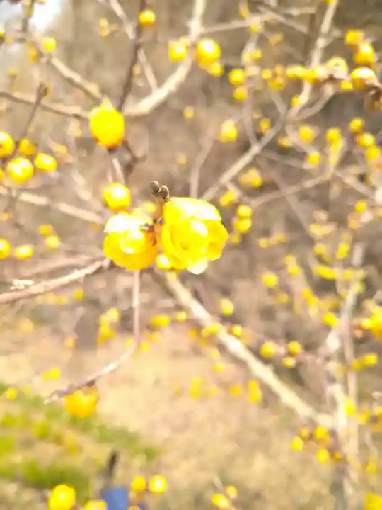神前神社の自然
