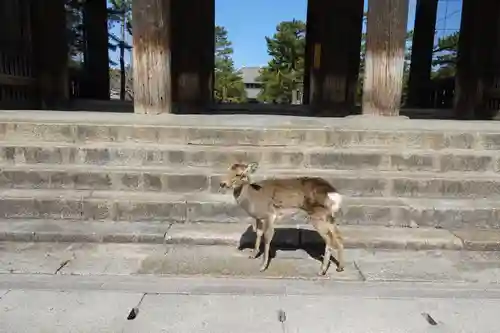 東大寺 法華堂（三月堂）の動物