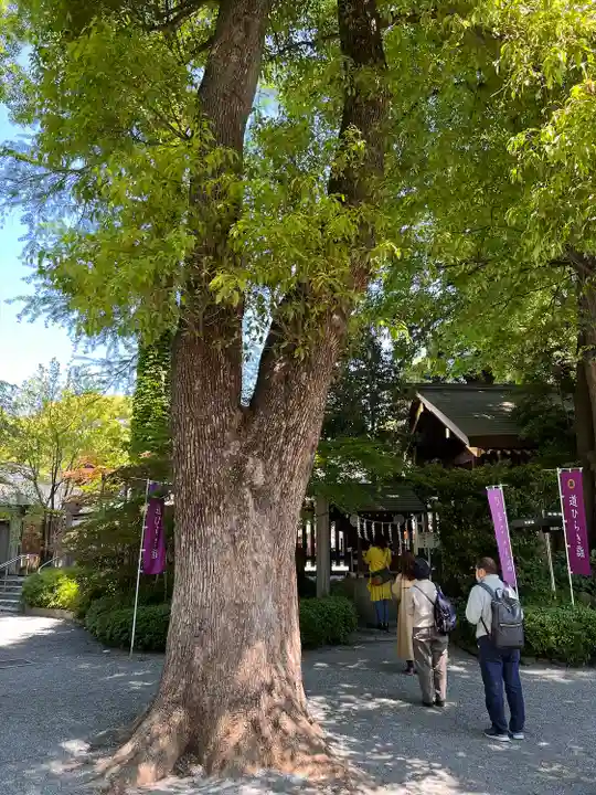 阿佐ヶ谷神明宮の自然