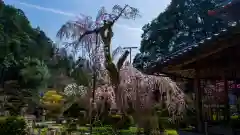 大野寺の自然