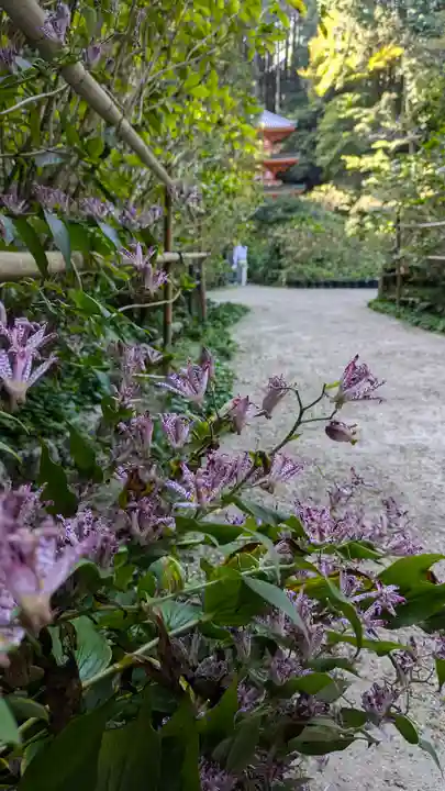 岩船寺(京都府)