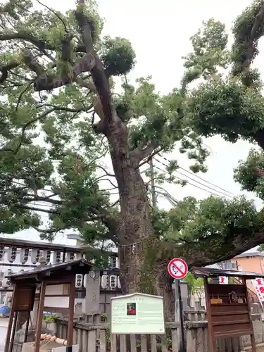 石津太神社の自然