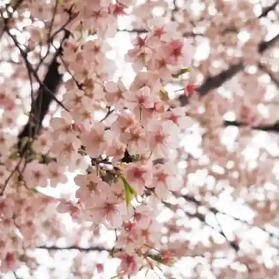 天王山 安楽寺の自然