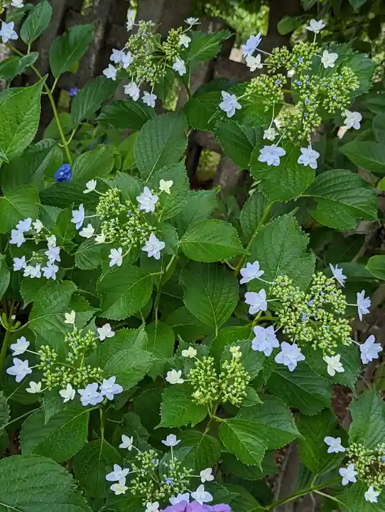 六孫王神社(京都府)