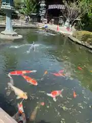 霊山寺の動物