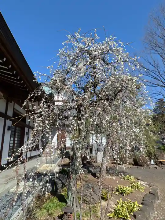 瑞円寺(東京都)