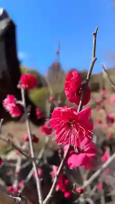 白鬚神社の自然