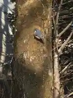 釧路一之宮 厳島神社の動物
