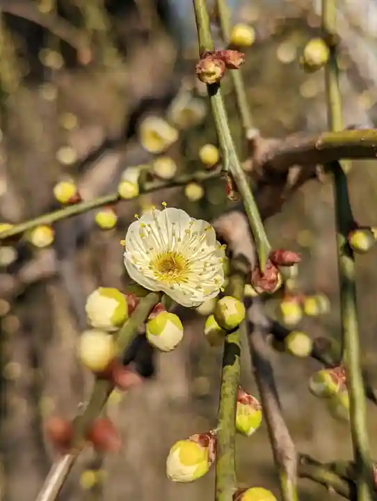 城南宮(京都府)