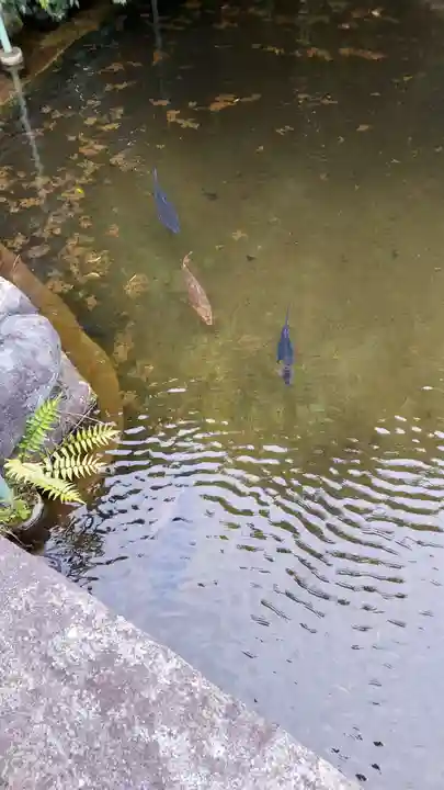 新橋浅間神社の動物