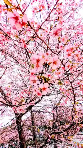 飯綱神社の自然