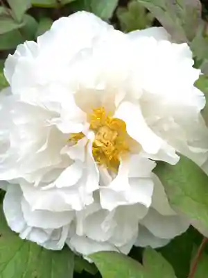 東長谷寺　薬王院の自然