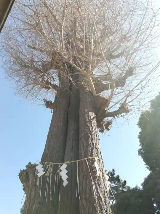 居木神社の自然
