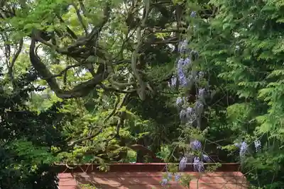 藤稲荷神社の自然