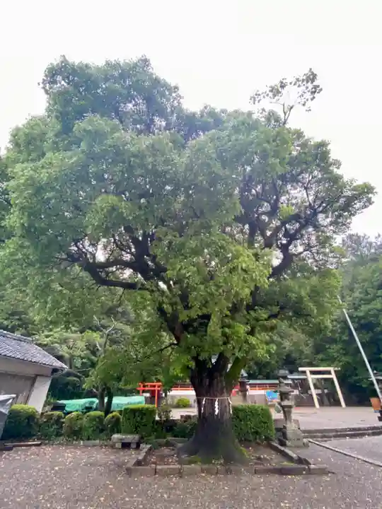 勝浦八幡神社(和歌山県)