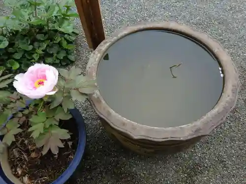 妙蓮寺の自然