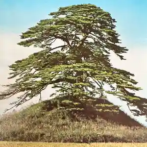 大國魂神社の自然(2022年03月14日(月) 19時39分48秒投稿)