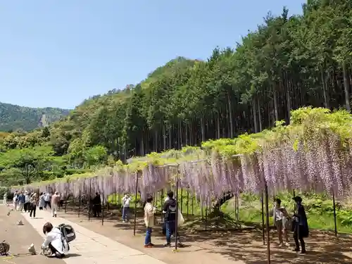 天台宗 五大山 白毫寺の自然