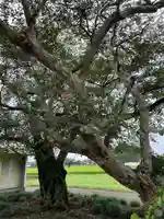 川西薬師堂(栃木県)