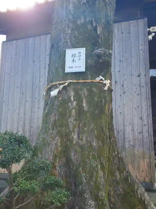 豊武神社の自然