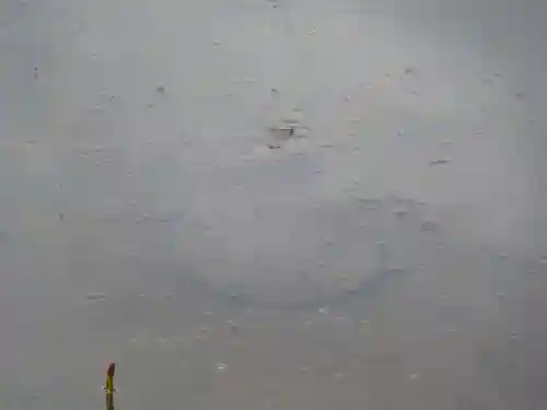 野津田薬師堂(福王寺)の動物