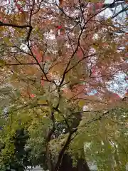 賀茂御祖神社（下鴨神社）(京都府)