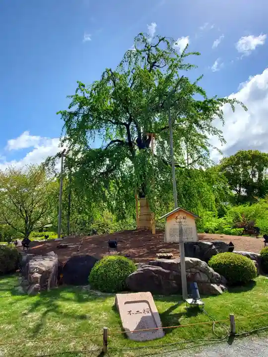 東寺(教王護国寺)の自然