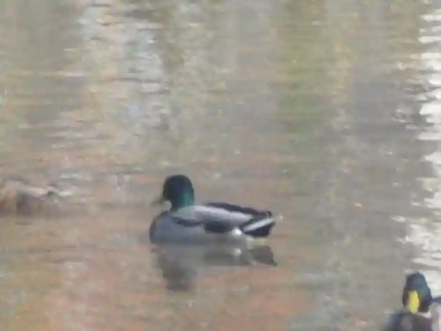 鶴岡八幡宮の動物