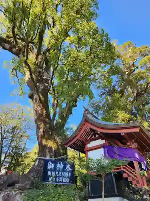 鹿児島神宮の自然