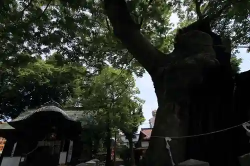 阿邪訶根神社の自然