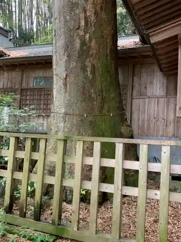 喜連川神社の自然