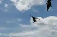 嚴島神社(山口県)