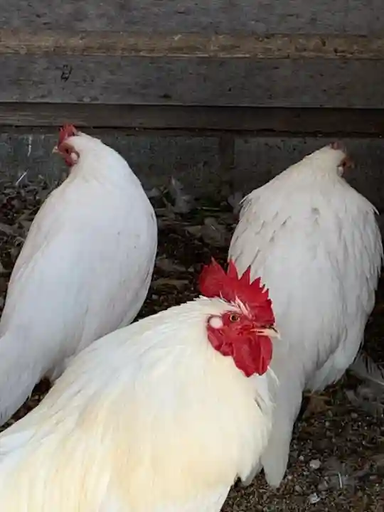 武蔵國八海山神社(埼玉県)