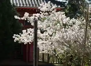 赤堂観音の自然(2020年04月08日(水) 14時04分26秒投稿)