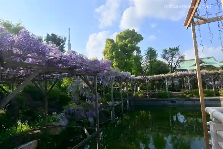 亀戸天神社の庭園