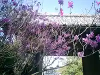 安國論寺(安国論寺)の自然