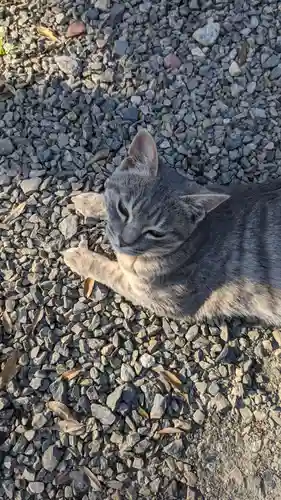 玉野御嶽神社の動物