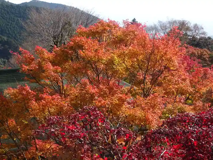 大山阿夫利神社の景色