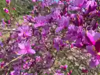 白岩神社の{uncategorized: "未分類", other: "その他", undefined: "問題あり", building: "その他建物", grave: "お墓", sacred_gate: "鳥居", guardian: "狛犬", statue: "像", buddha: "仏像", history: "歴史", nature: "自然", garden: "庭園", animal: "動物", pagoda: "塔", temizu: "手水舎", mountain_gate: "山門・神門", sanctuary: "本殿・本堂", subordinate: "末社・摂社", art: "芸術", scenery: "景色", jizo: "地蔵", ema: "絵馬", goshuin: "御朱印", omikuji: "おみくじ", items: "授与品その他", amulet: "お守り", goshuincho: "御朱印帳", eats: "食事", festival: "お祭り", votive_dance: "神楽", shichigosan: "七五三参", wedding: "結婚式", experience: "体験その他", initially: "初詣", around: "周辺", anti_infection: "感染症対策"}