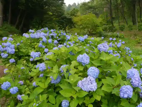 塩船観音寺の自然