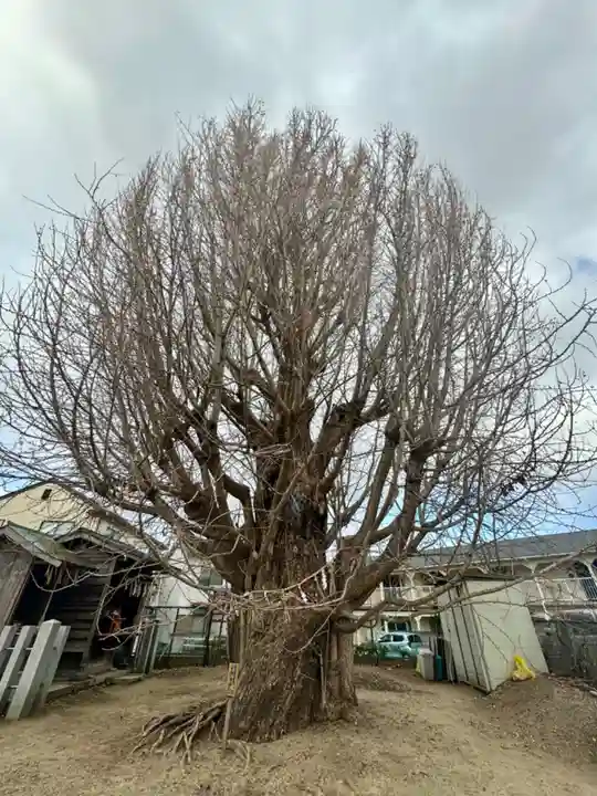八大龍王辨財天(京都府)