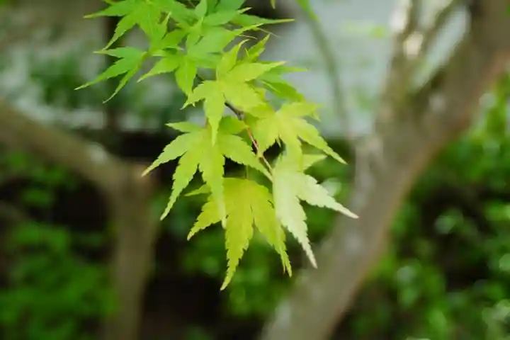 善法律寺(京都府)